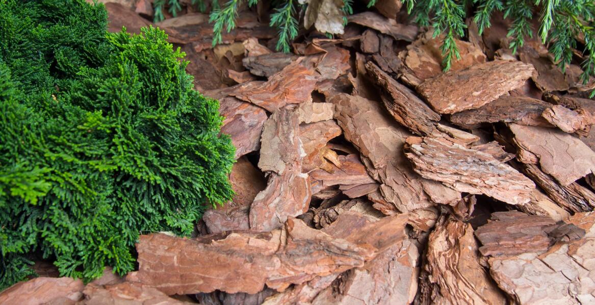 Czym są frakcje kory i którą z nich wybrać?