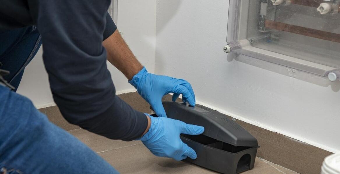 Tępienie gryzoni – dlaczego warto inwestować w usługi specjalistyczne dla firm?