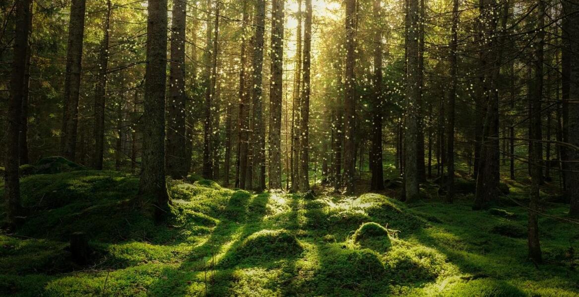 Zastosowanie siatki leśnej 150 w zabezpieczaniu terenów zielonych przed dziką zwierzyną