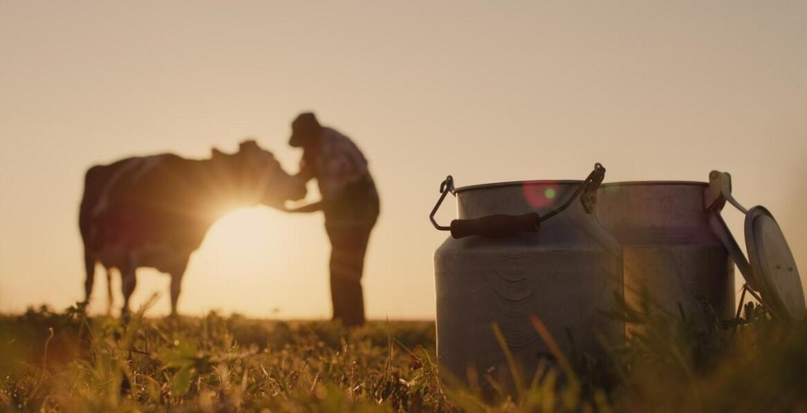 Dlaczego warto stosować mleko zastępcze dla źrebaków?