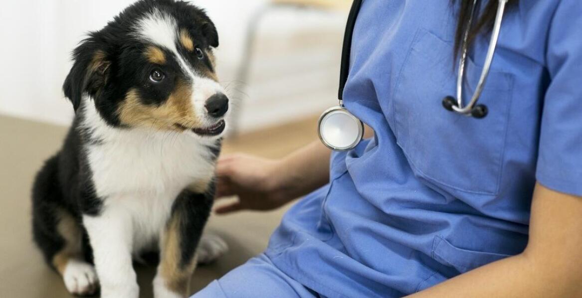 Jak rozpoznaje się i leczy alergie u psów?