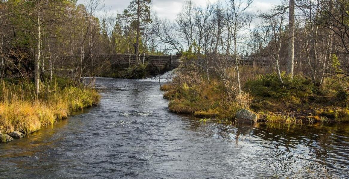 W jaki sposób pułapka na ryby z butelki wpływa na ekosystem wodny?