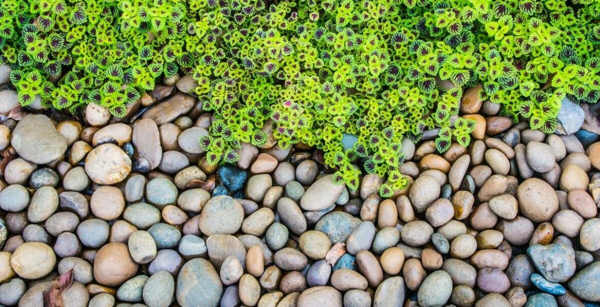 Dlaczego warto zainwestować w profesjonalny wodospad do terrarium?