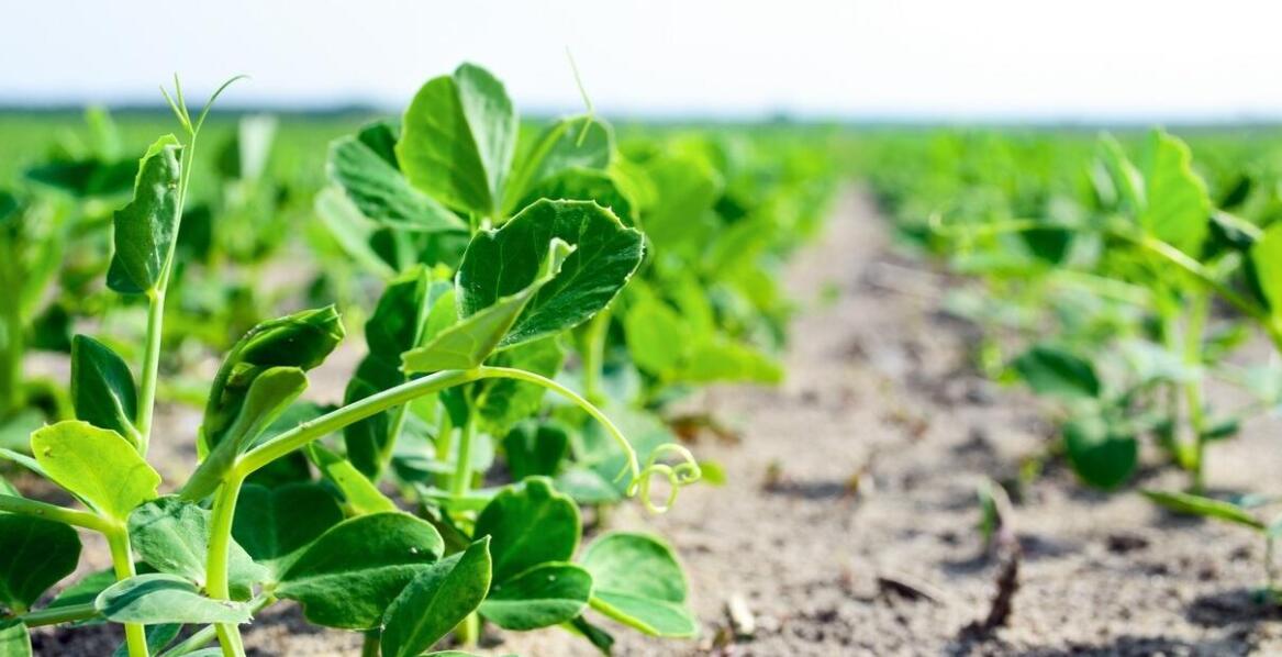 Jakie są objawy niedoboru składników odżywczych w kontekście oprysków na gryke?