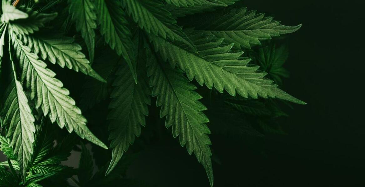 White Russian Auto – doskonały wybór dla początkujących hodowców konopi