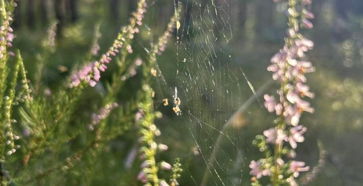 Wpływ pająków krzyżaków na zdrowie domowników – co warto wiedzieć?