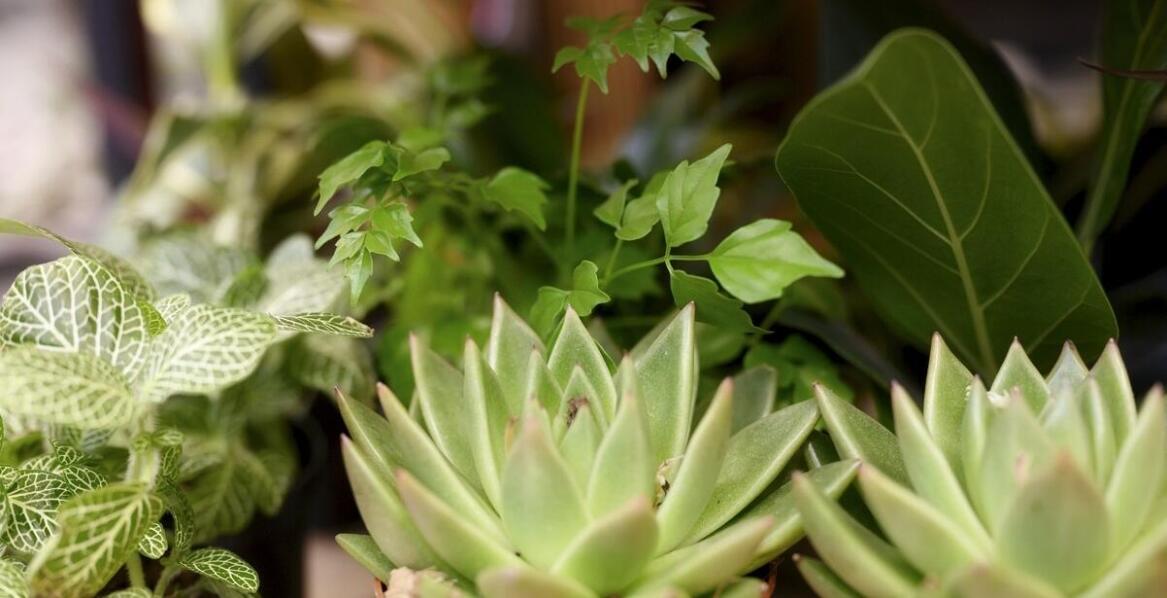 Jakie rośliny są najlepsze do cienia? Rekomendacje z centrum ogrodniczego Józefów