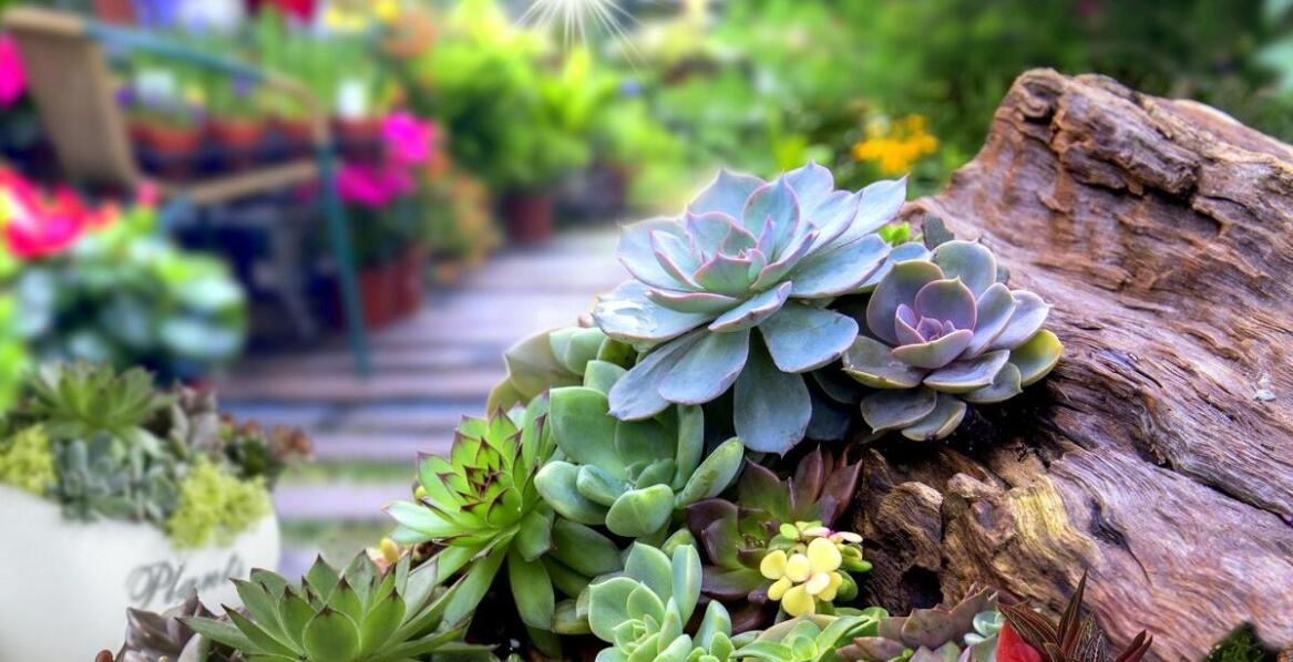 Jakie rośliny odporne na suszę znajdziesz?