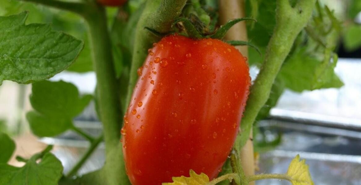 Pomidor Dyno – opis odmiany, wymagania uprawowe i cechy charakterystyczne