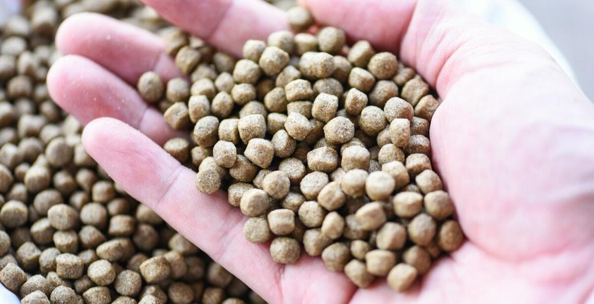 Jak karma Taste of the Wild High Prairie może wpłynąć na długowieczność Twojego pupila?