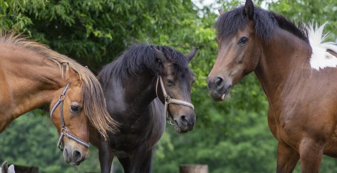 Co wpływa na cenę zwykłego konia?