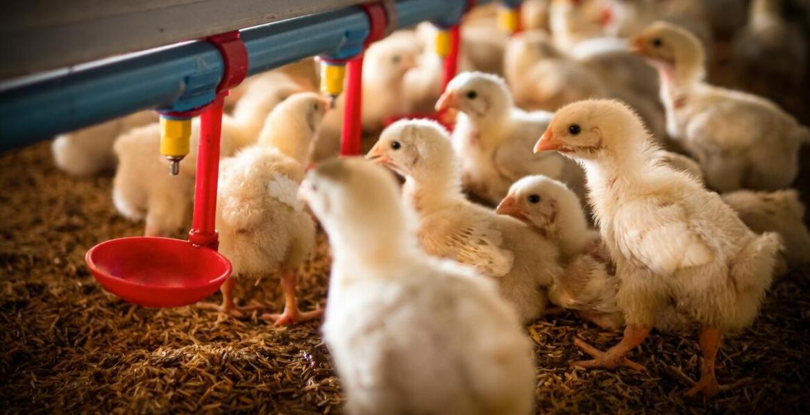 Kury małopolska – jakie pasze wspierają ich zdrowy rozwój?