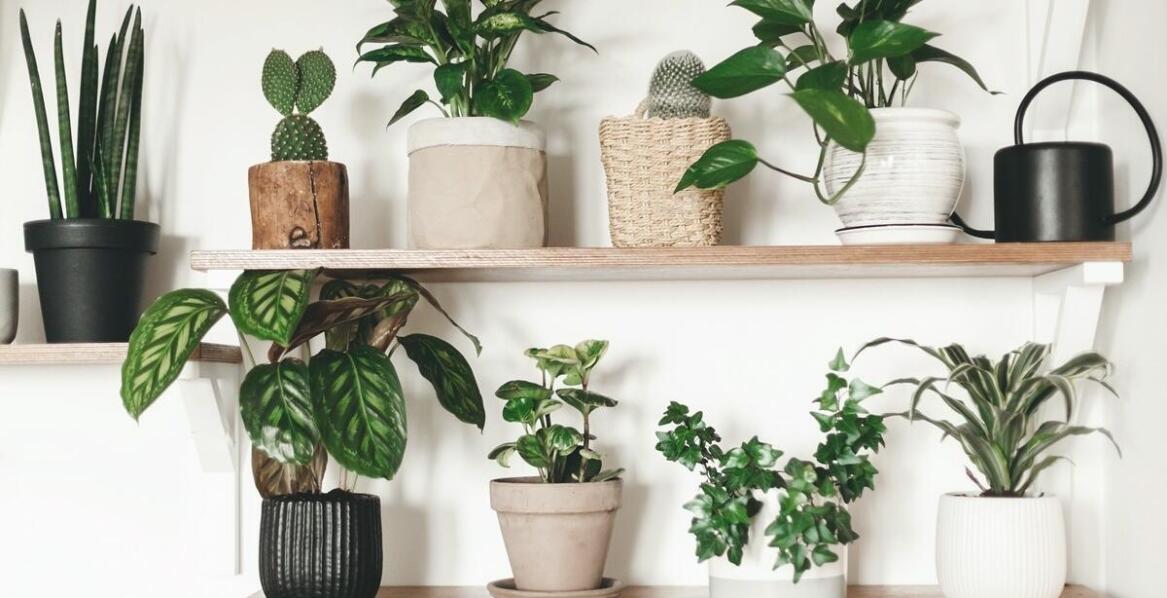 Jak niedośpian kompozycje mogą wzbogacić Twoje wnętrza?