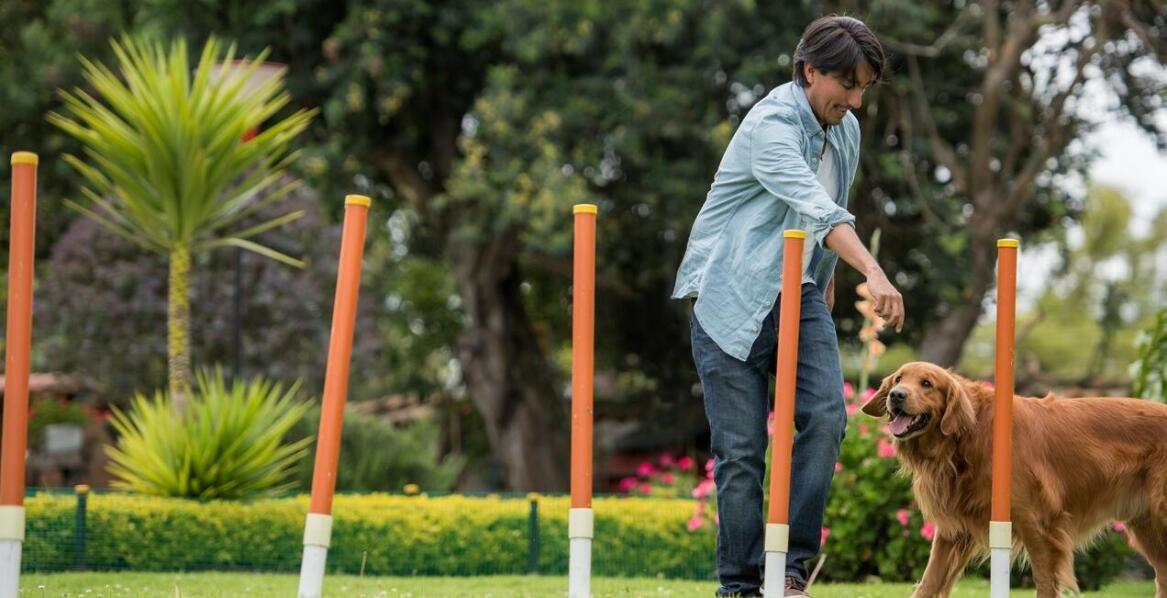 Spacer równoległy – jak wpływa na rozwój psa?