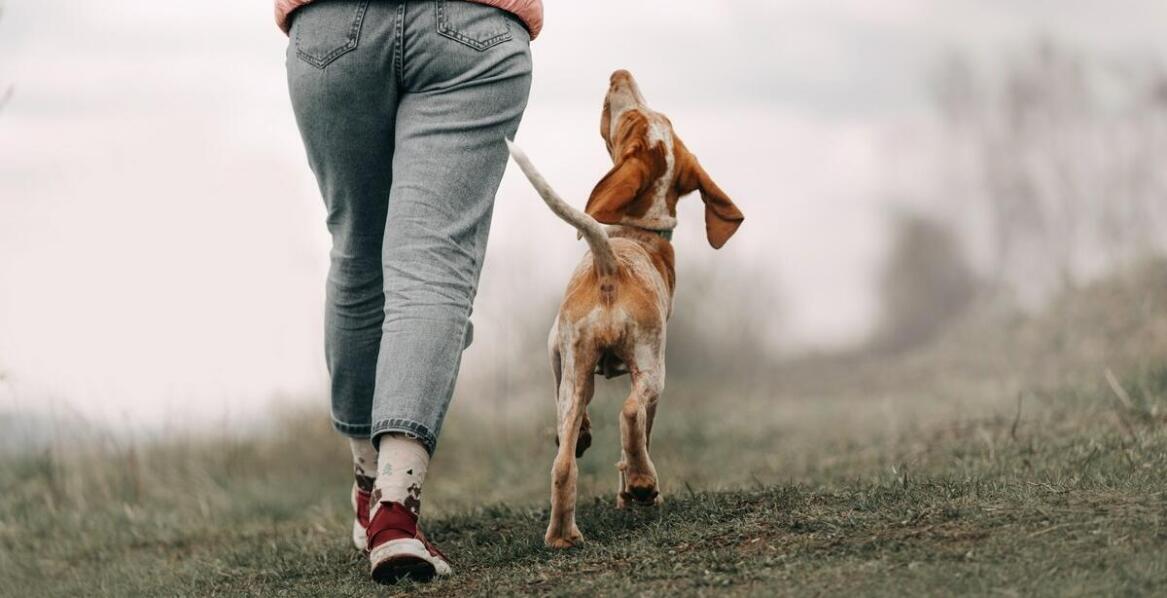 Dlaczego warto uczestniczyć w grupowych szkoleniach dotyczących spaceru równoległego?