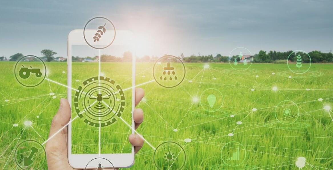 Nowoczesne technologie w uprawie pieczarek: co przynosi przyszłość?