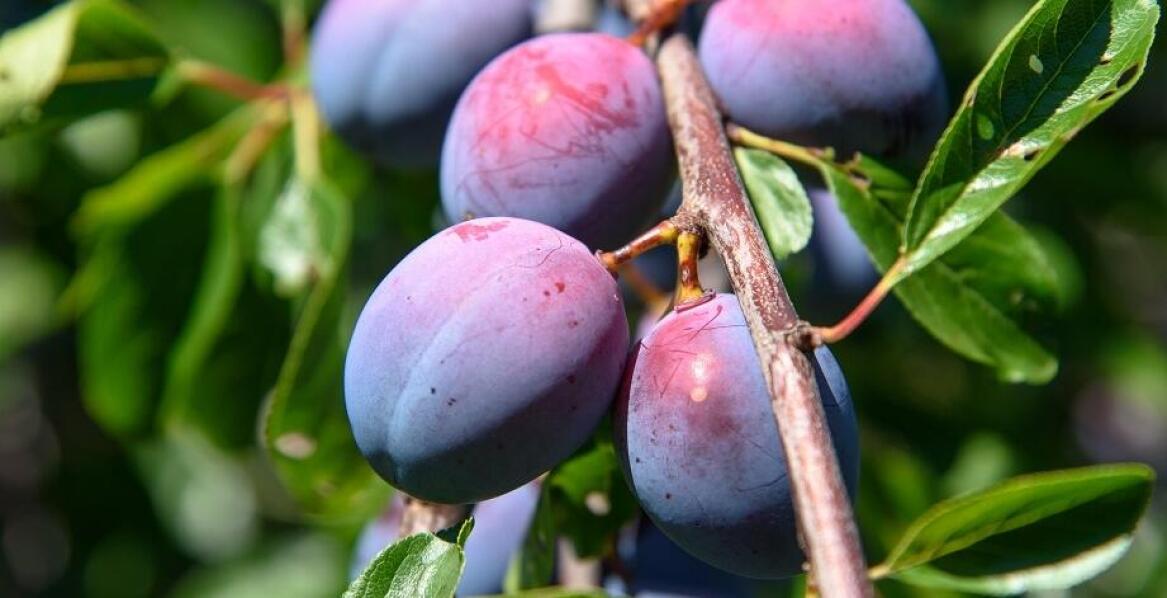 Śliwa renkloda – na jakie choroby jest narażona i jak ją chronić?