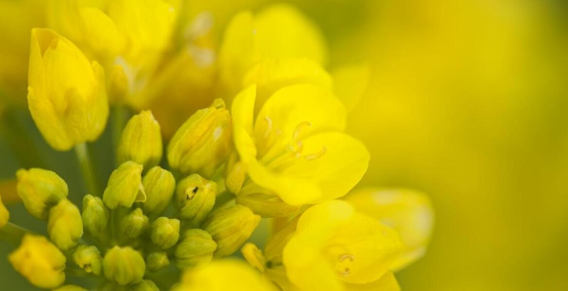Jakie są zalety stosowania nasion rzepaku w ekologicznych systemach uprawy?