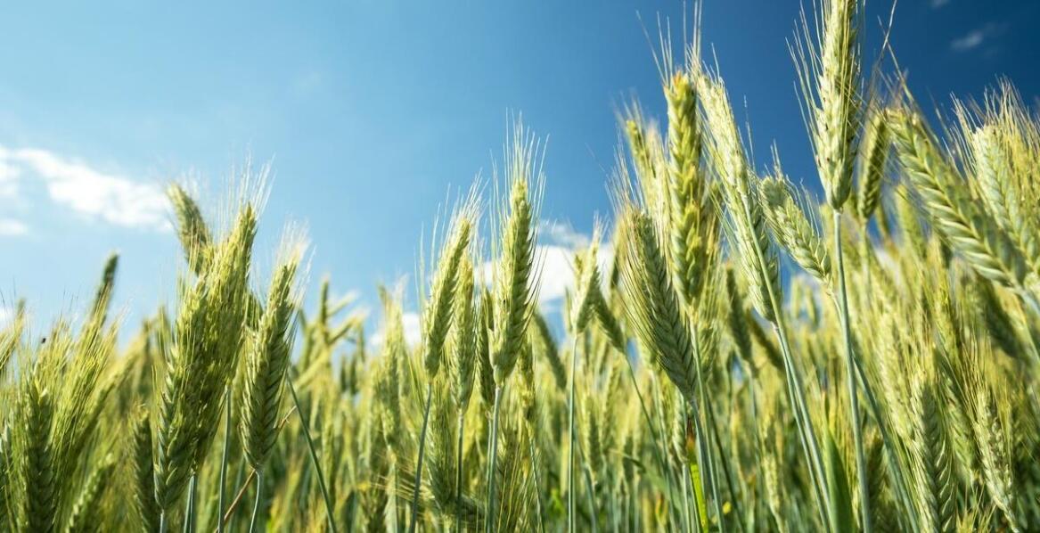 Mieszanka poplonowa a bioróżnorodność – co warto wiedzieć?