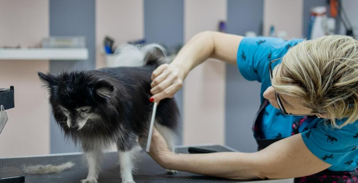 Jakie są najważniejsze zasady dotyczące higieny i pielęgnacji zwierząt w Chorzowie?