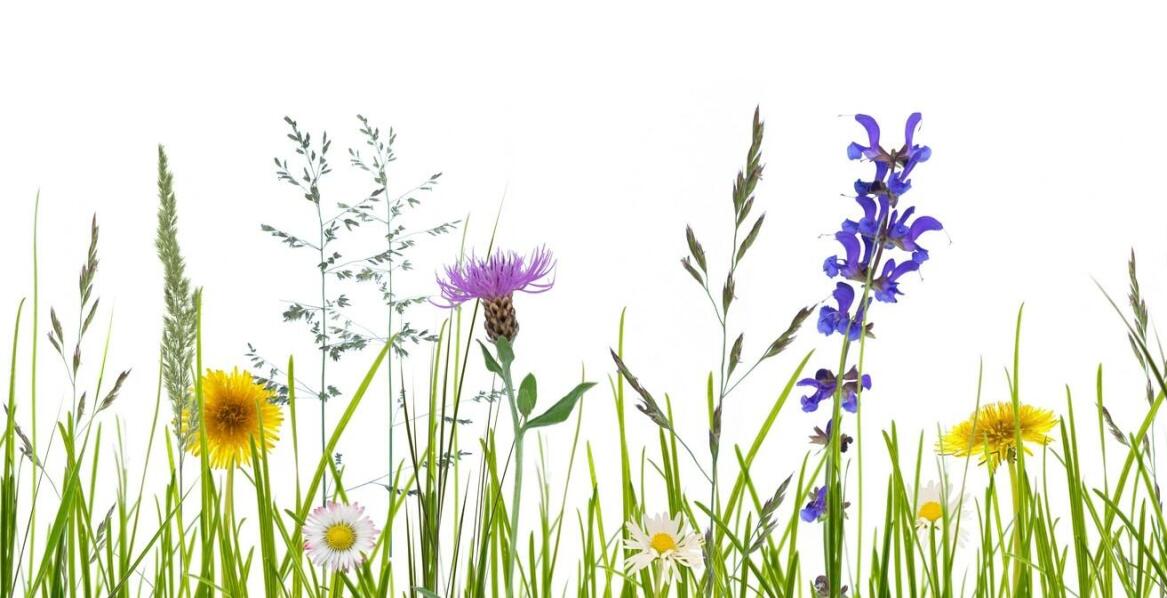 Jakie kwiaty jednoroczne najlepiej komponują się w łące miododajnej?