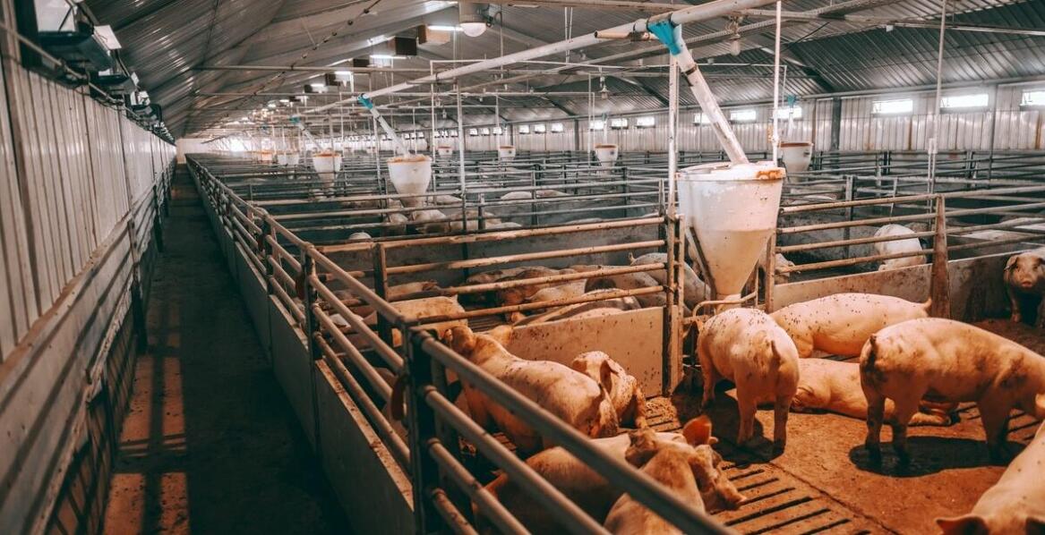 Znaczenie odpowiedniej wentylacji dla wydajności produkcji w chlewniach