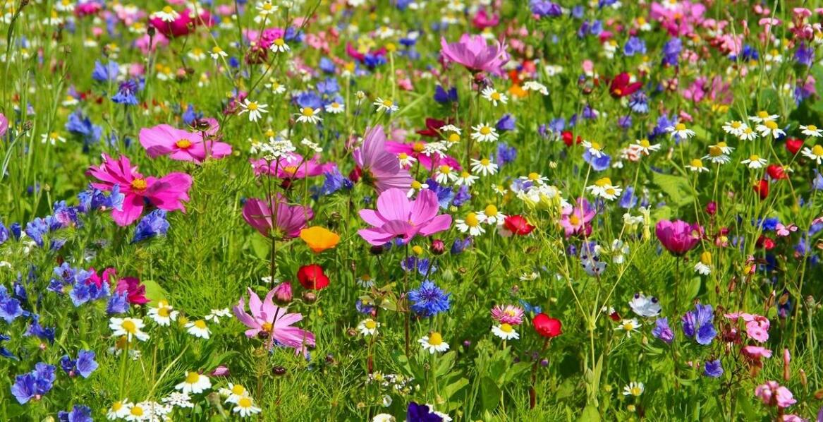 Jakie korzyści przynoszą nasiona łąki kwietnej miododajnej dla lokalnych pszczół?