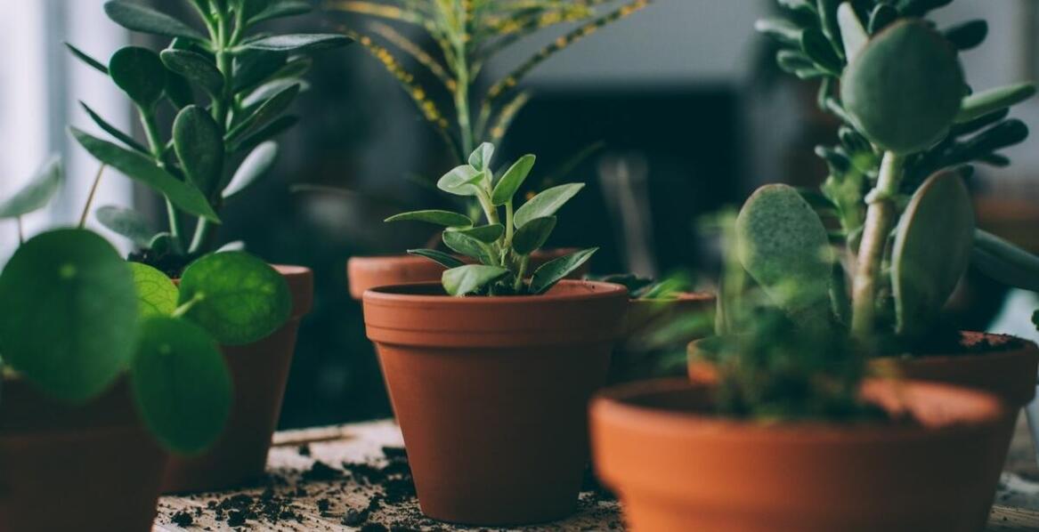 Dlaczego warto wspierać organizacje non-profit poprzez zakupy w sklepie z antykami?