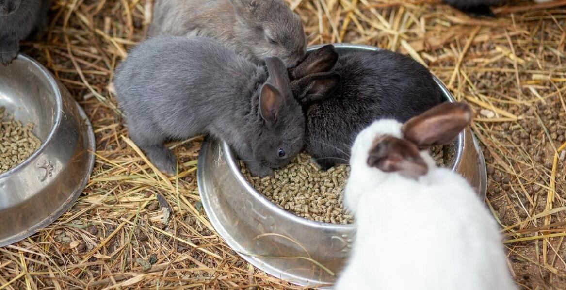 Pasze a problemy z układem pokarmowym – jak ich unikać?