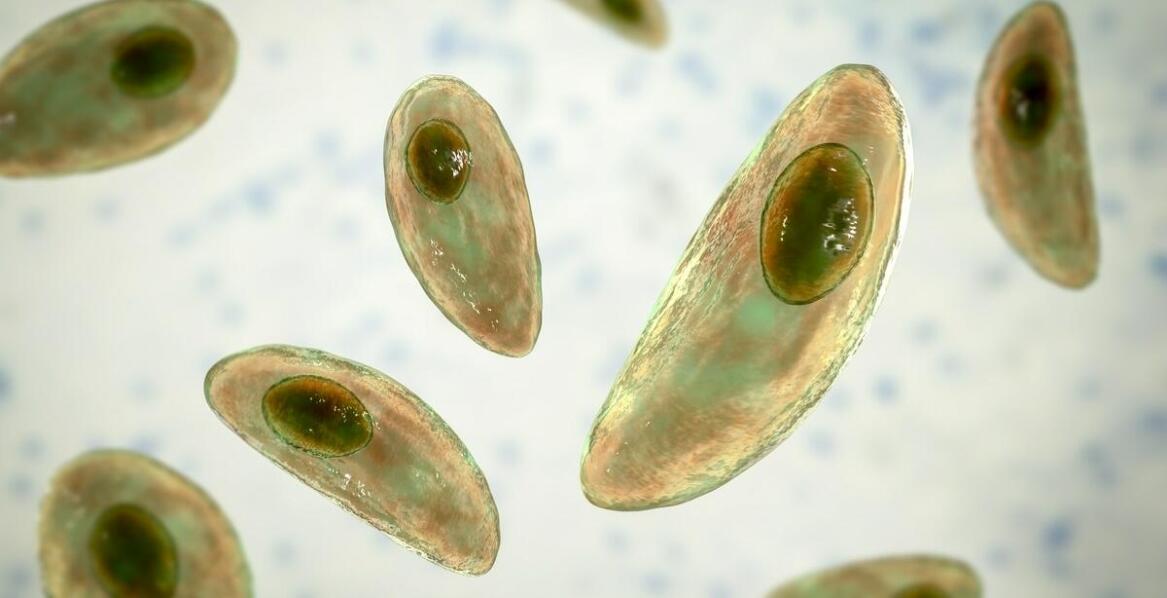 Dlaczego w ciele psa występują larwy? Porady
