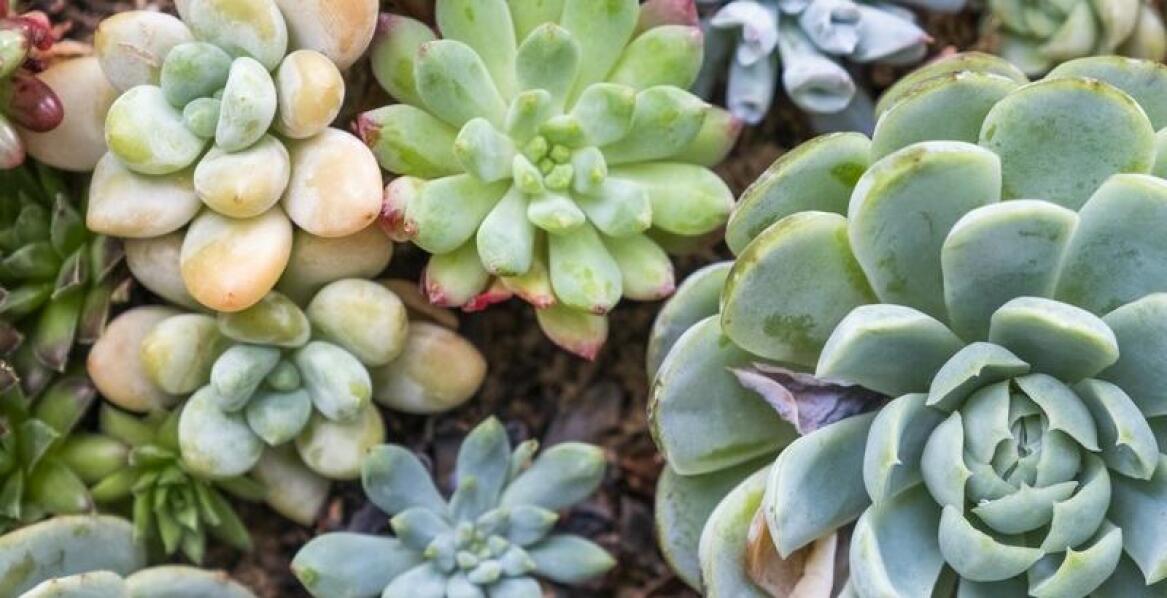 Jakie krzewy kwiatowe wybrać do ogrodu tematycznego?