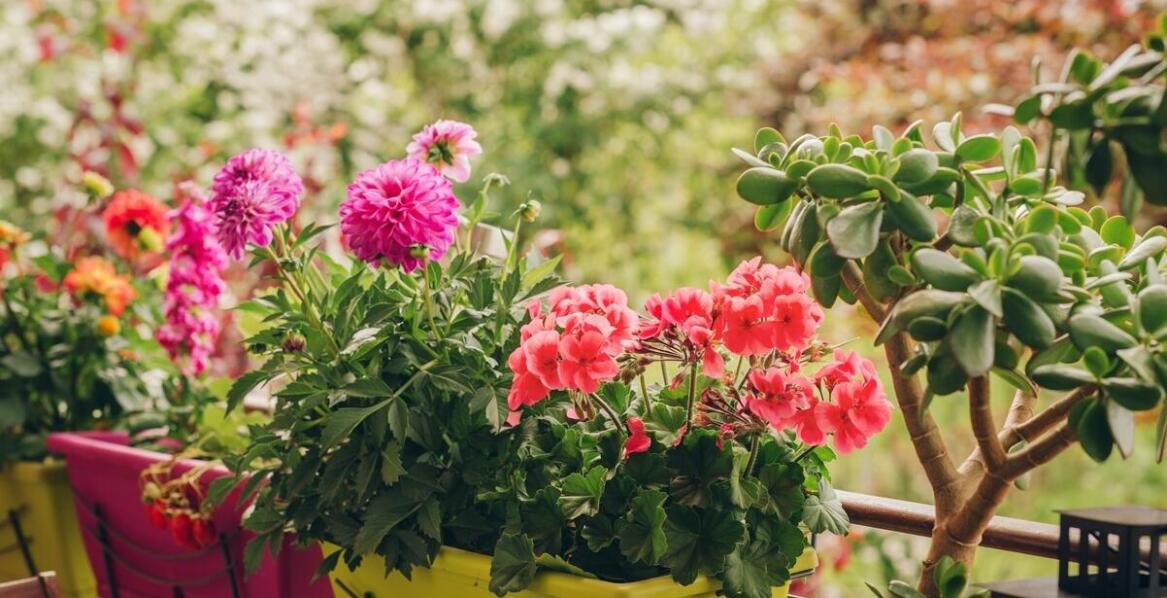 Dlaczego warto wybierać begonię elatior od producenta?