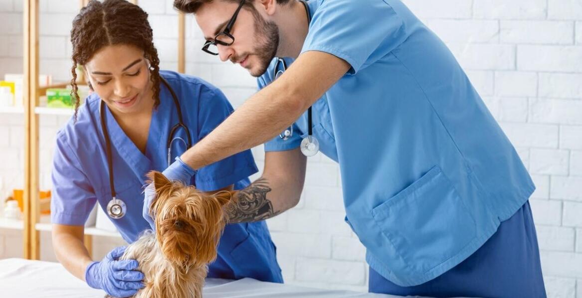 Jakie są korzyści z szybkiej reakcji na problemy zdrowotne zwierząt?