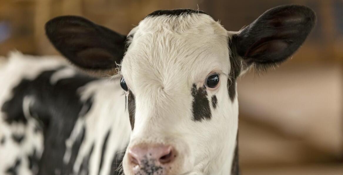 Rola kolczyków w nosie w identyfikacji zwierząt – co warto wiedzieć?