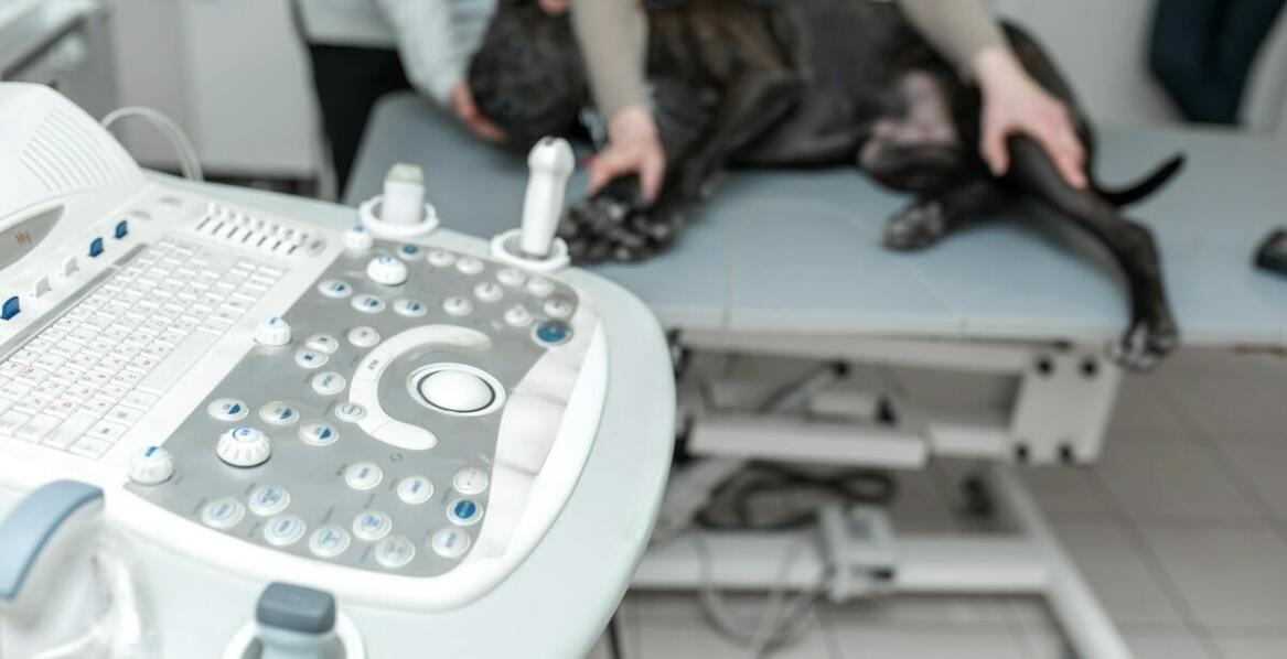 Jakie są korzyści z czipowania zwierząt i jak może pomóc weterynarz?