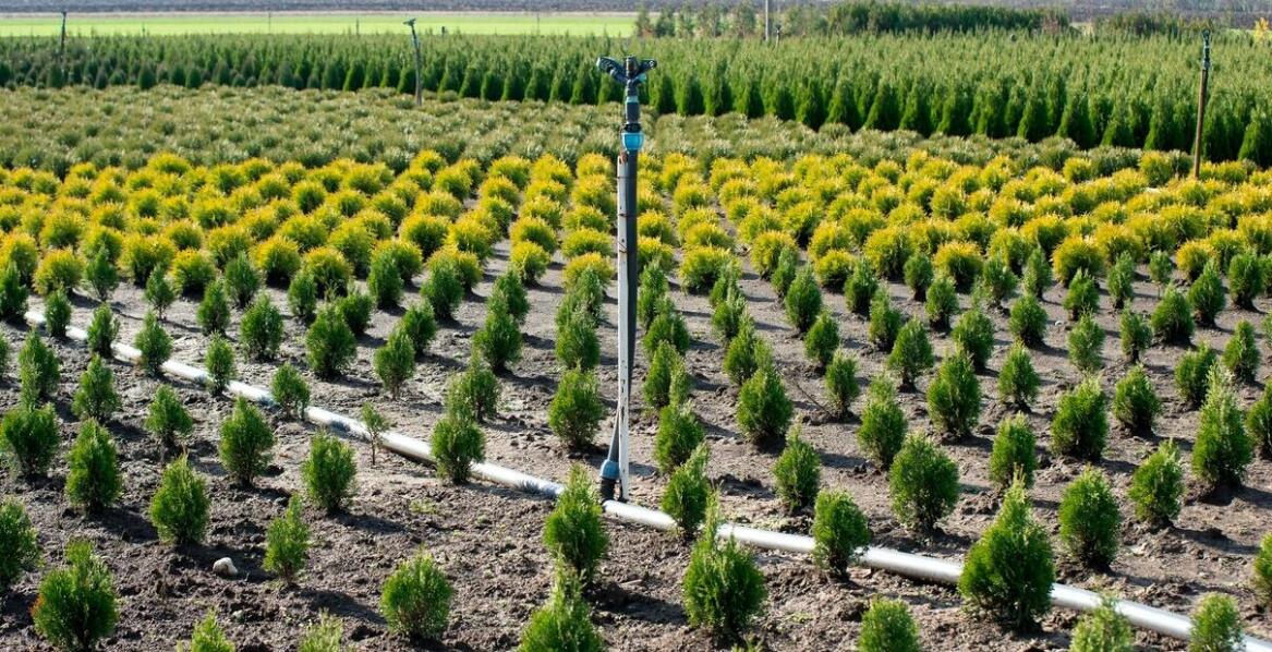 Zastosowanie siatek przeciw ptakom w leśnictwie – ochrona młodych sadzonek