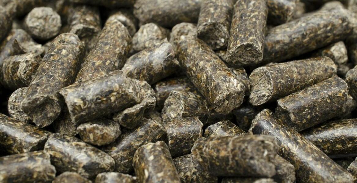 Pasze dla koni: jak dostosować dietę do ich aktywności fizycznej?