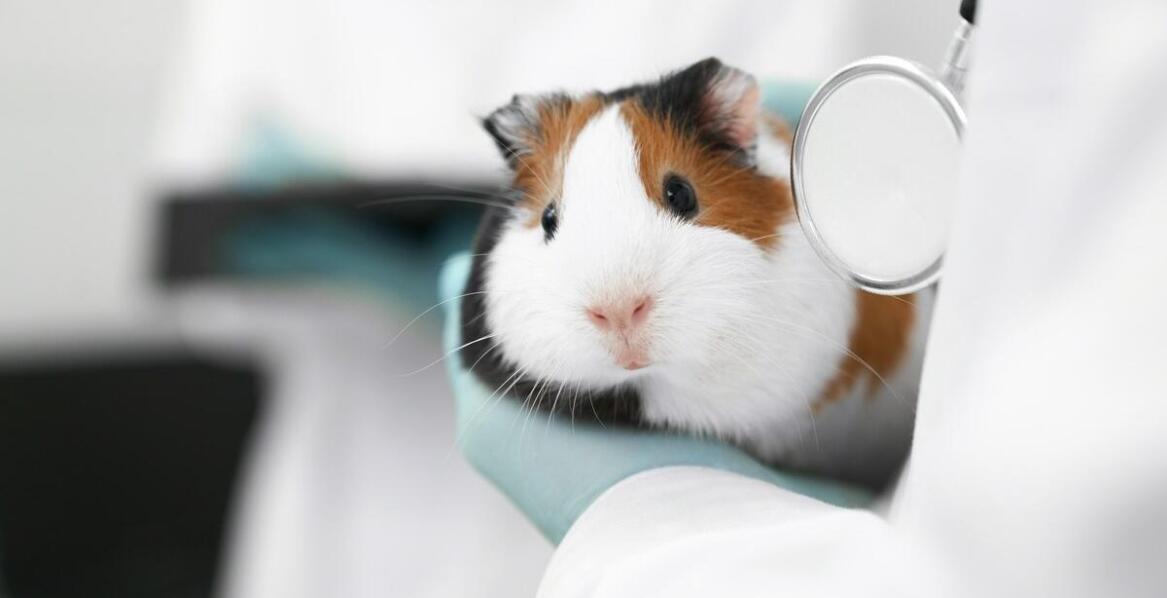 Jakie metody leczenia stosuje weterynarz dla królików w przypadku chorób przewlekłych?