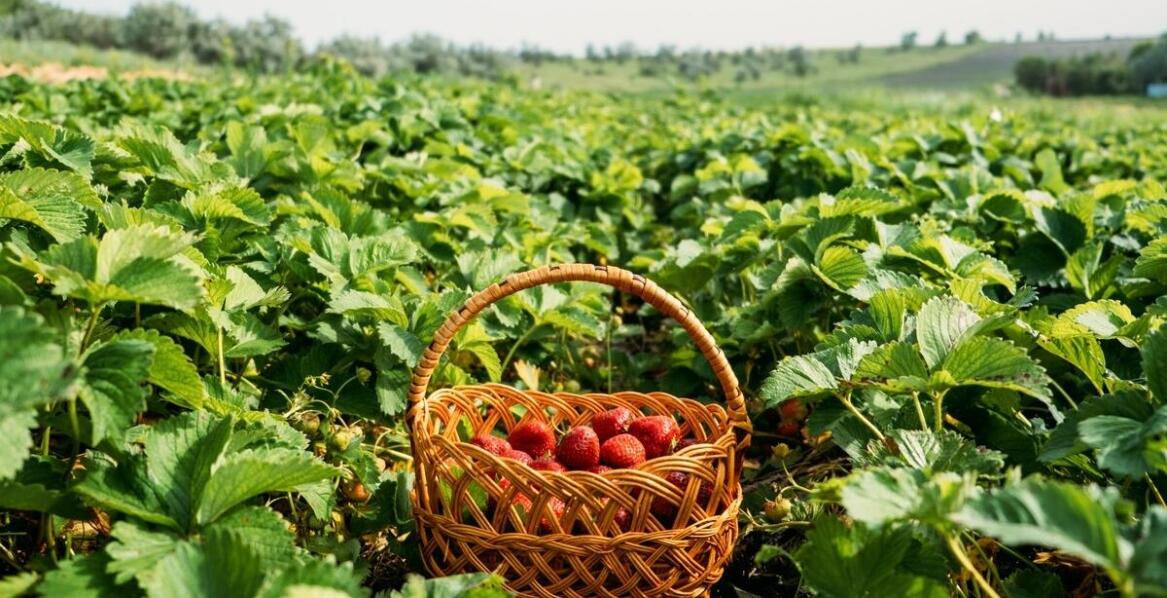Jak wykorzystać w kuchni owoce liofilizowane?