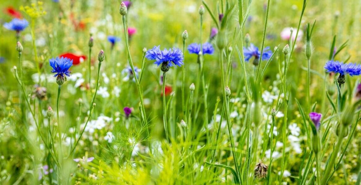 Trawnik kwiatowy jako naturalny sposób na walkę z chwastami