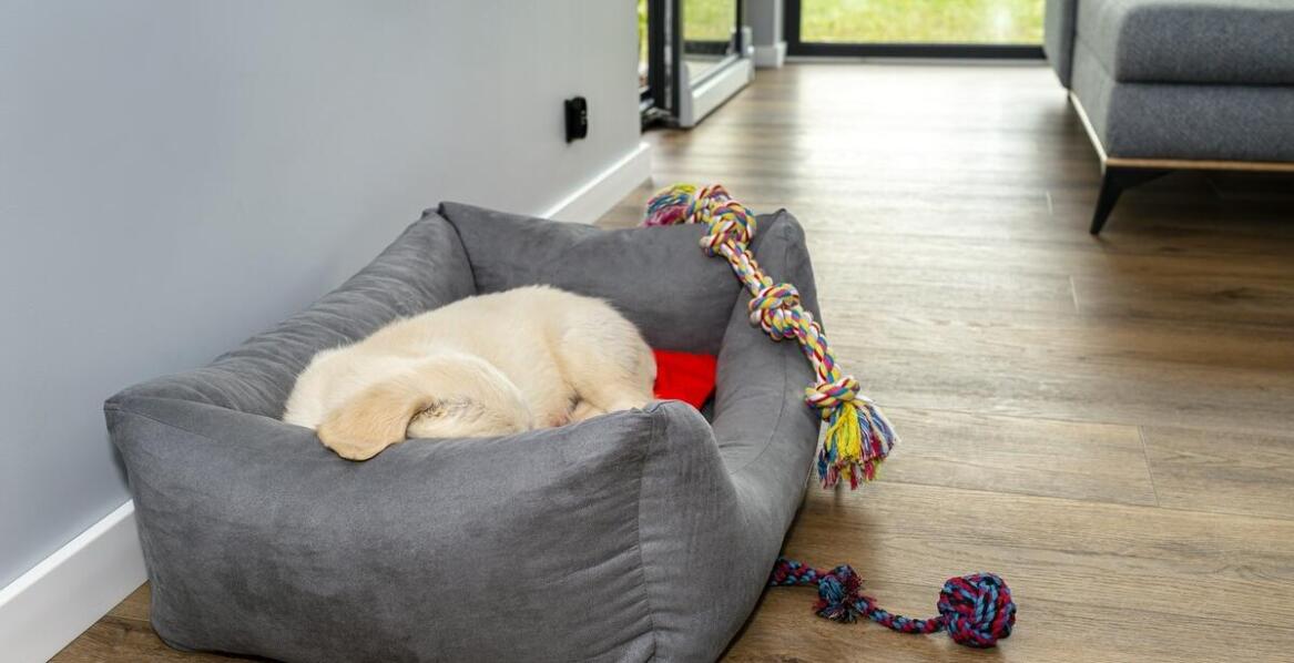 Kojce dla psów z betonowym dnem – praktyczne aspekty użytkowania