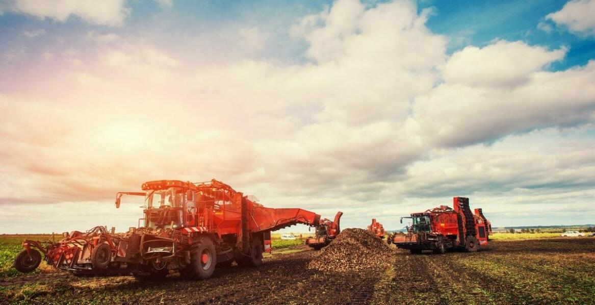 Dlaczego producenci cukru z buraków są kluczowi dla lokalnej gospodarki?