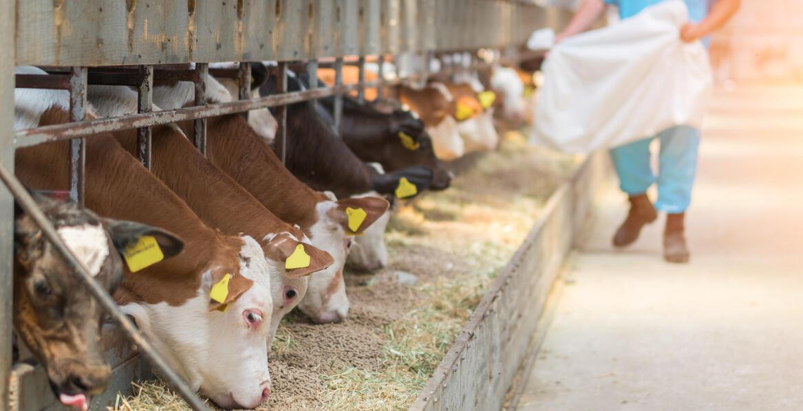 Dlaczego warto stosować pasze lecznicze w hodowli zwierząt gospodarskich?