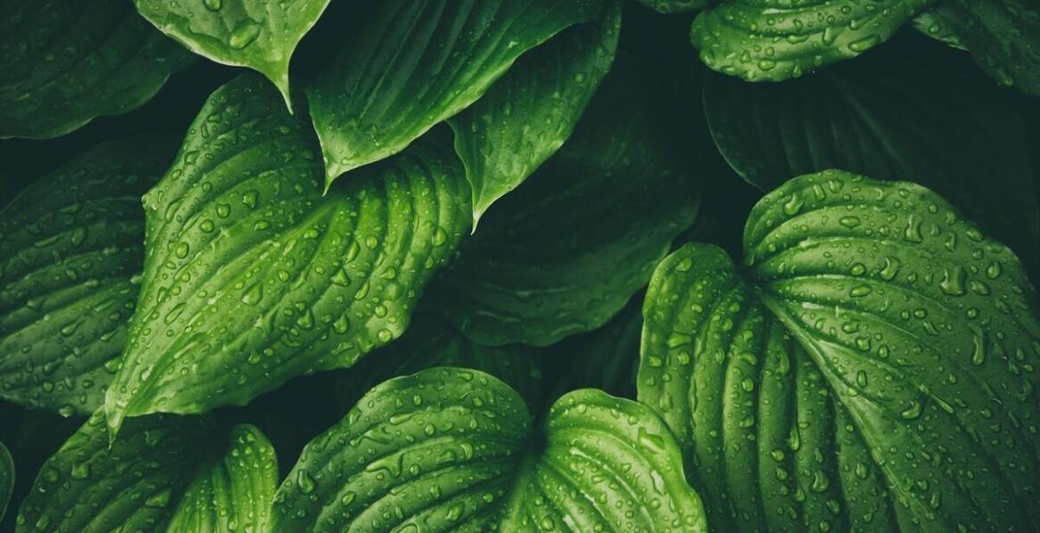 Jakie efekty można zauważyć po rozpoczęciu kuracji suszem konopnym?