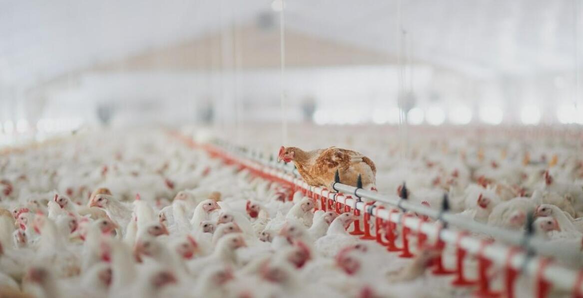 Mycie kurników jako sposób na minimalizację nieprzyjemnych zapachów