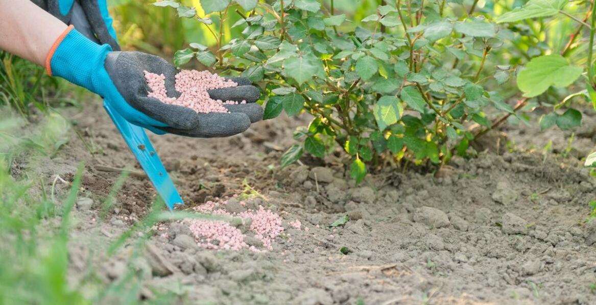 Praktyczne wskazówki dotyczące nawożenia drzewek kolumnowych z użyciem nawozu kurzego