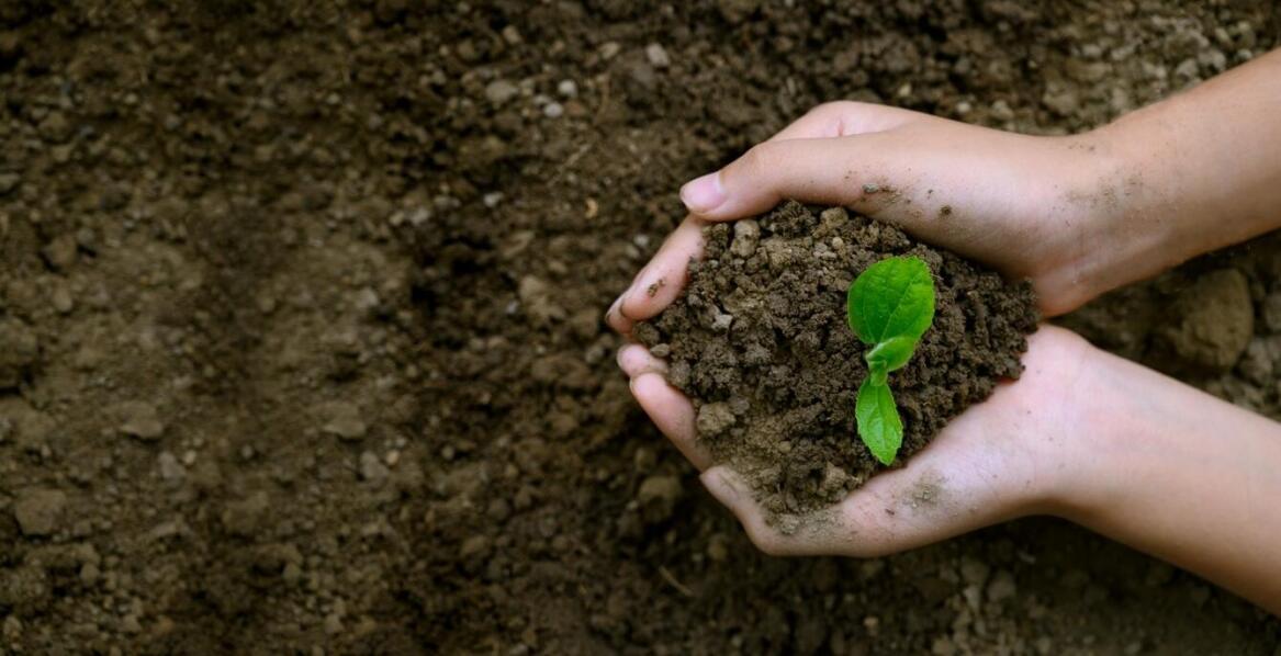 Jak frezowanie korzeni drzew przyczynia się do poprawy jakości gleby?