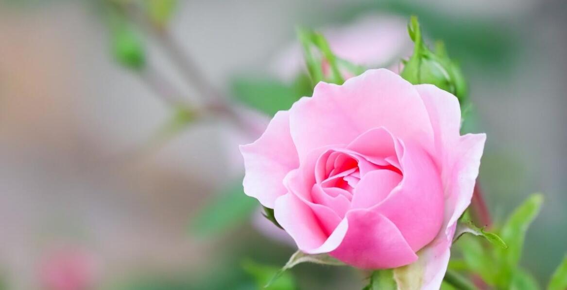 Róża pnąca długo kwitnąca – dlaczego warto ją mieć w swoim ogrodzie?