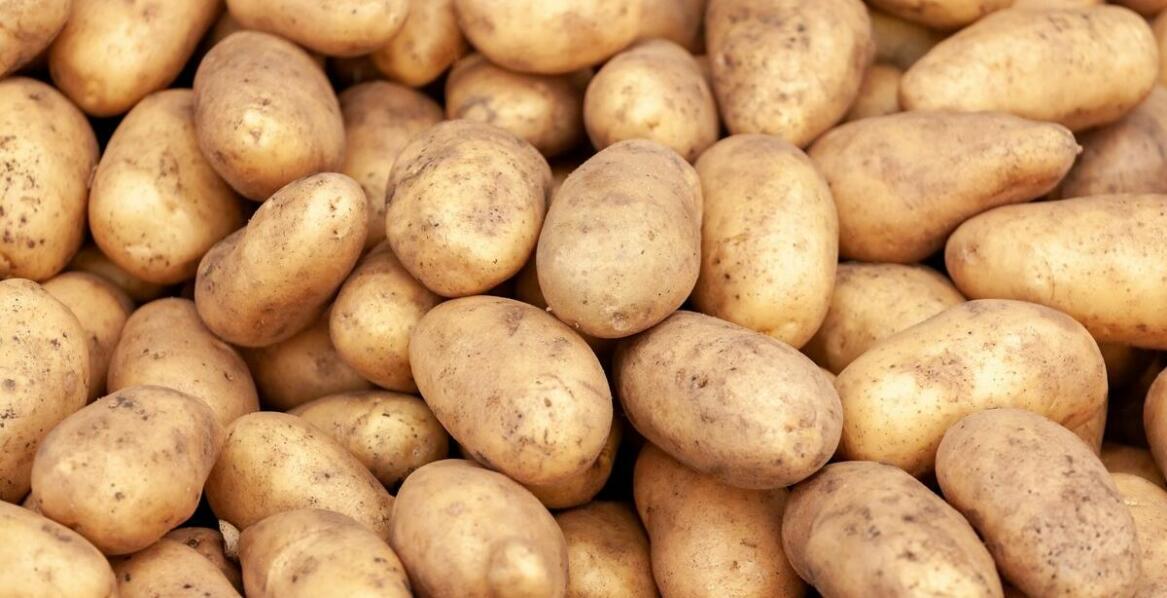 Wpływ jakości ziemniaków sadzeniaków na efektywność uprawy – co warto wiedzieć?