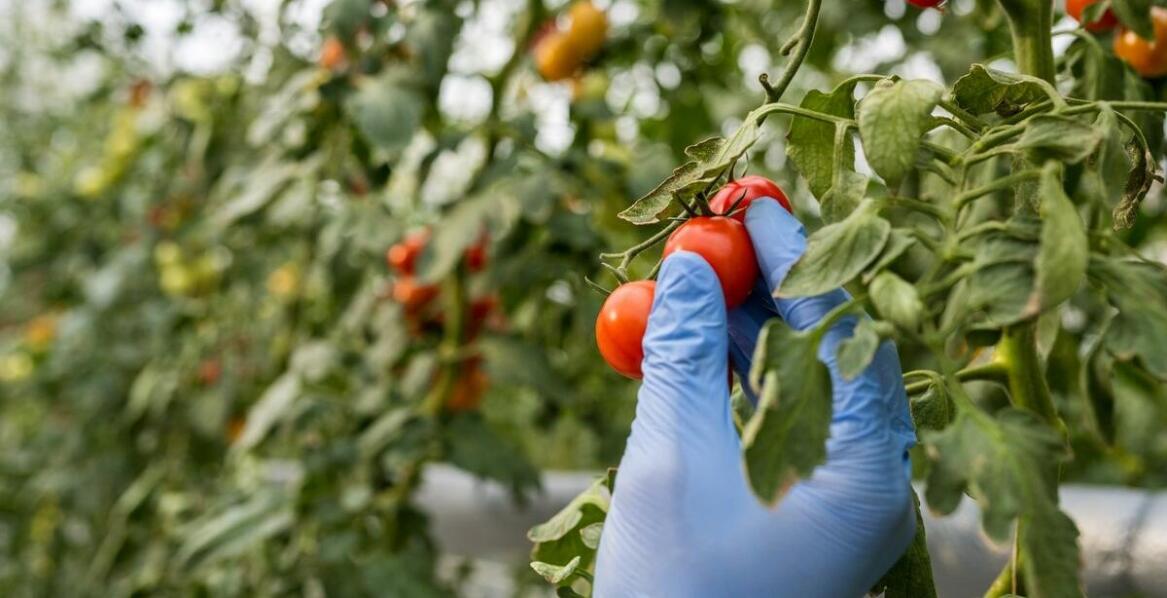 Pomidor Dyno – charakterystyka i zastosowanie w ogrodnictwie domowym